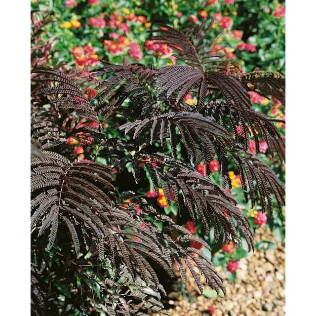 Albizia Julibrissin Eveys Pride Seidenbaum Rosa Blüten 200–250 cm
