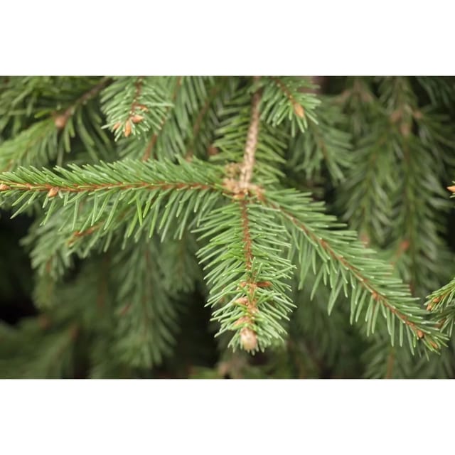 Picea Abies Acrocona Fichte 25–30 cm