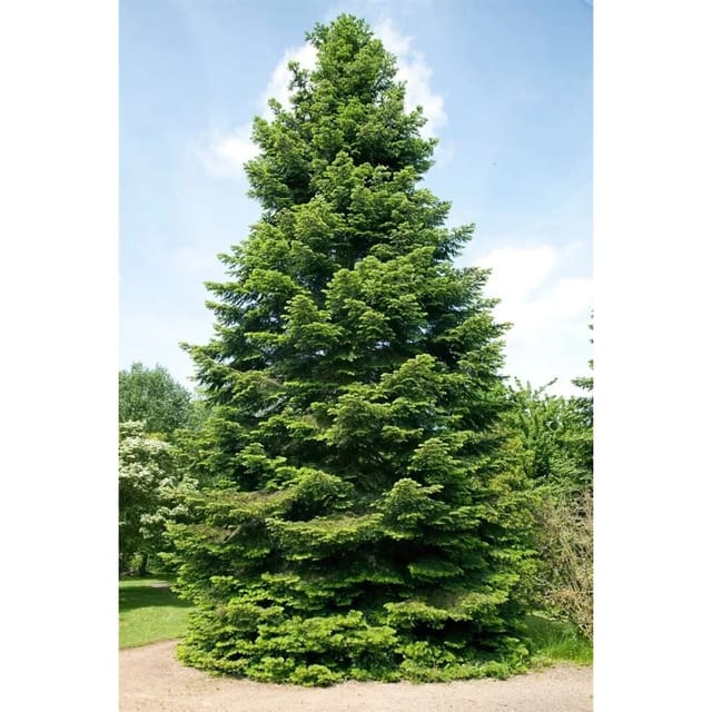 Abies Grandis Küstentanne 40–60 cm