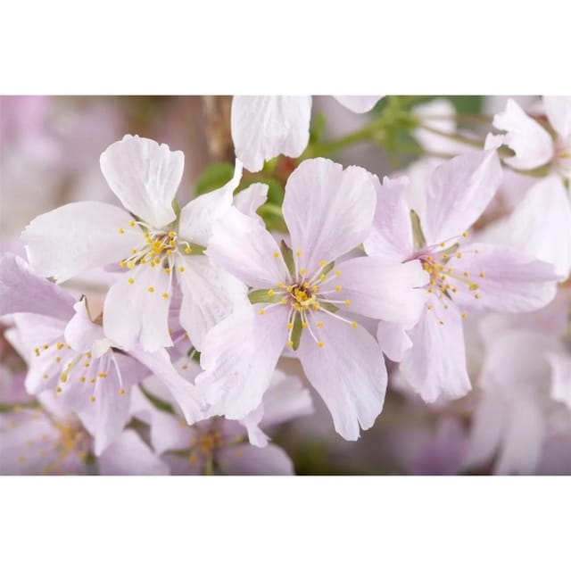 Prunus Kurilensis Brillant Zierkirsche Rosa Blüten 150–175 cm