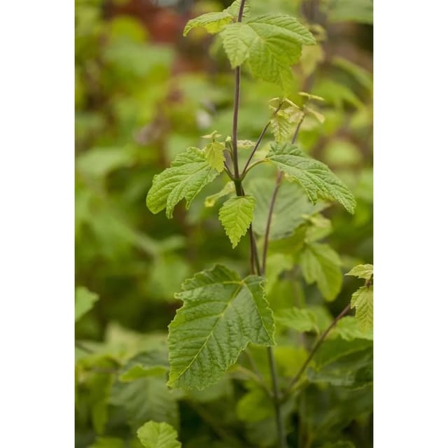 Acer Rufinerve Schlangenhaut-Ahorn 150–200 cm