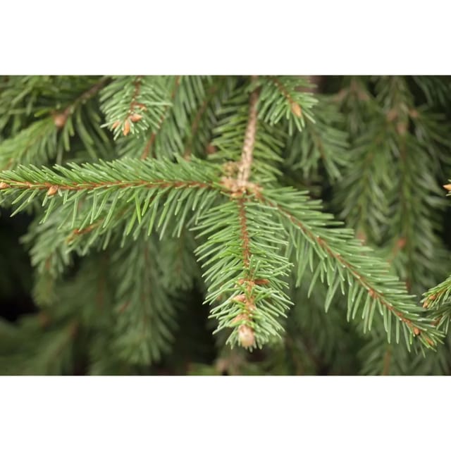 Picea Abies Acrocona Fichte Dekorative Zapfen 150–175 cm