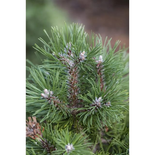 Pinus Uncinata Grüne Welle Berg-Kiefer Immergrün 25–30 cm