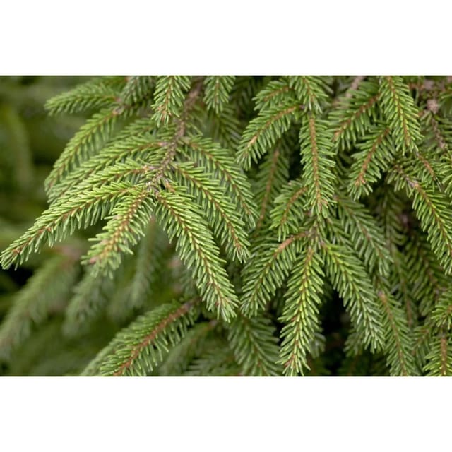 Picea Orientalis Aurea Orientalische Fichte Goldgelb 150–175 cm
