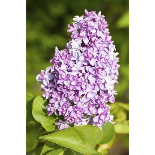 Syringa Vulgaris Flieder Lila 125–150 cm