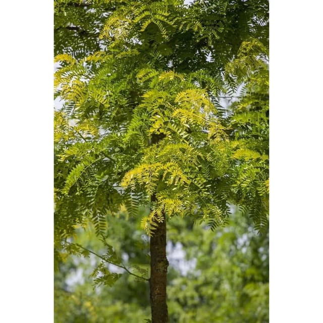 Gleditsia Triacanthos Sunburst Gold-Gleditschie 60–80 cm