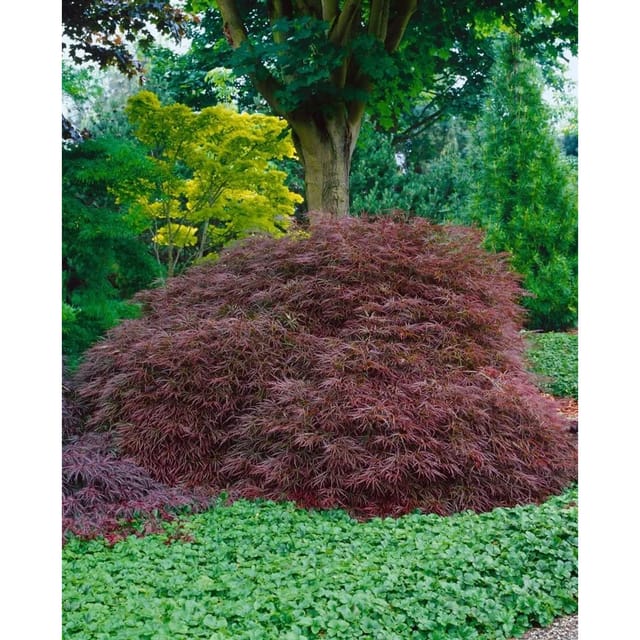 Acer Palmatum Ornatum Japanischer Ahorn Rotlaubig 60–70 cm