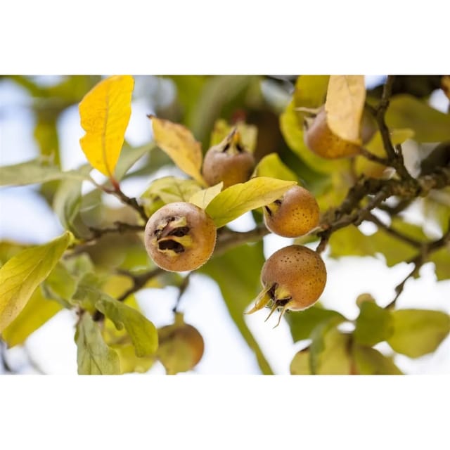 Mespilus Germanica Echte Mispel 150–200 cm