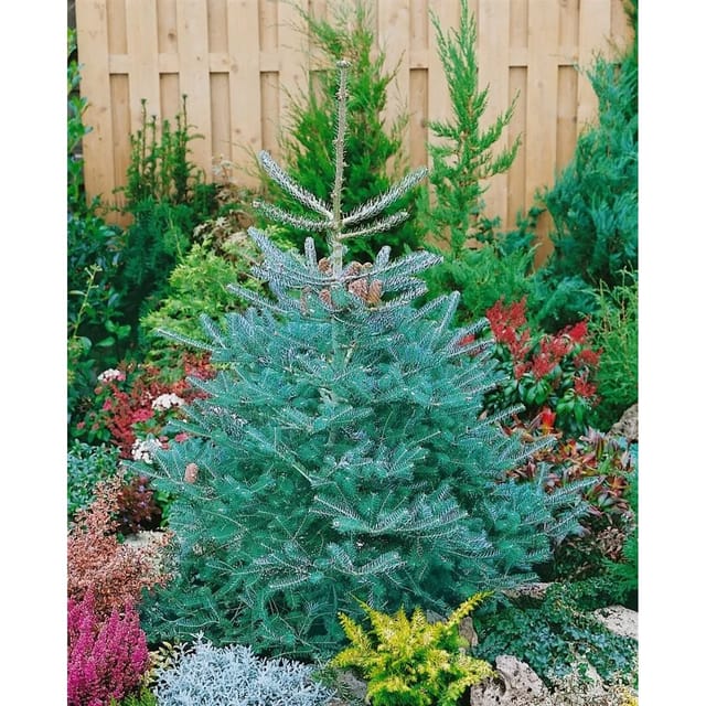 Abies Koreana Inga Koreanische Tanne 60–70 cm