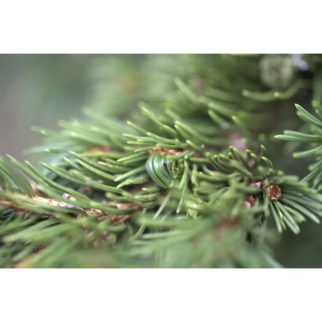 Picea Pungens Lucky Strike Blau-Fichte 20–25 cm
