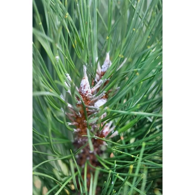 Pinus Sylvestris Fastigiata Säulenkiefer 80–100 cm