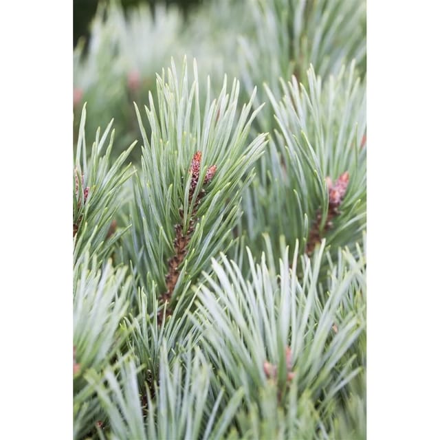 Pinus Sylvestris Martham Waldkiefer Kompakt 30–40 cm
