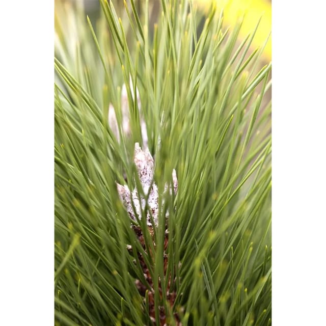 Pinus Nigra Green Tower Schwarz-Kiefer 50–60 cm
