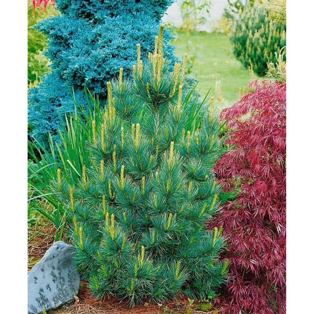 Pinus Cembra Westerstede Zirbelkiefer Immergrün 50–60 cm