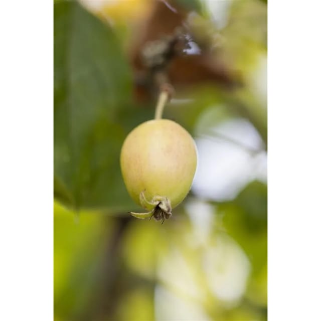 Malus John Downie Zierapfel 80–100 cm Dekorative Früchte