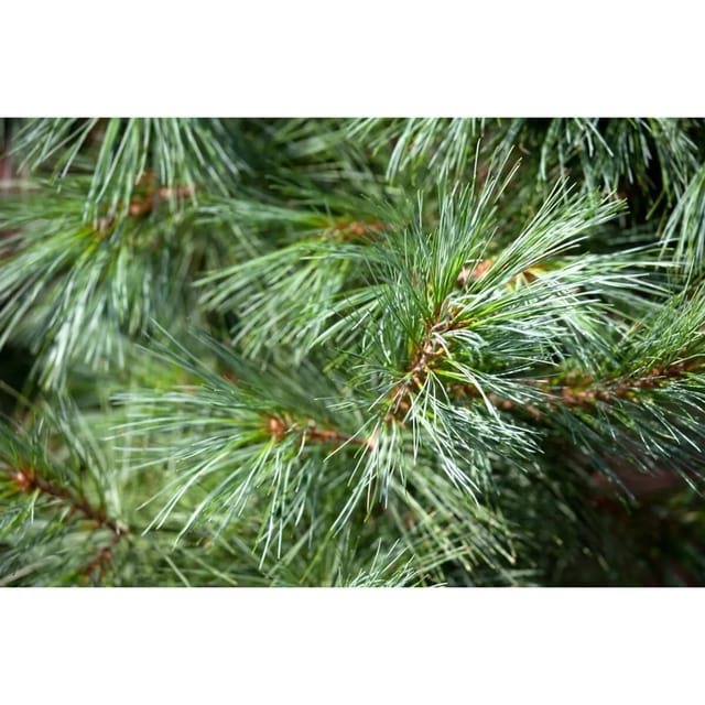 Pinus Parviflora Schoons Bonsai Kiefer 125–150 cm