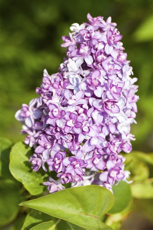 Syringa Vulgaris Flieder Lila 60–100 cm