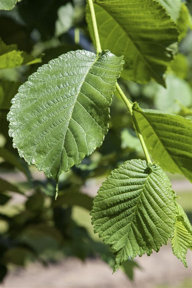 Morus Alba Weißer Maulbeerbaum 60–80 cm