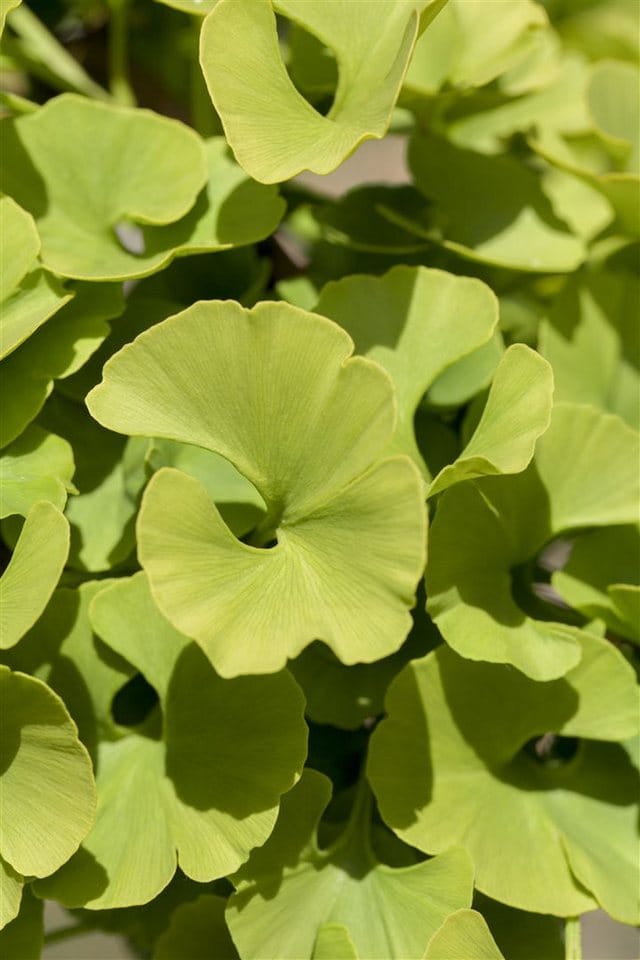Ginkgo Biloba Mariken Fächerblattbaum 40–60 cm