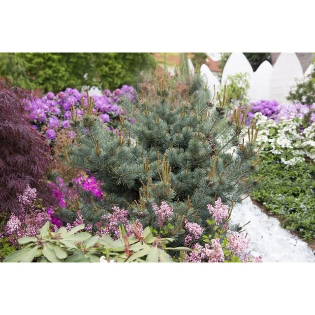 Pinus Parviflora Negishi Japanische Kiefer 100–125 cm