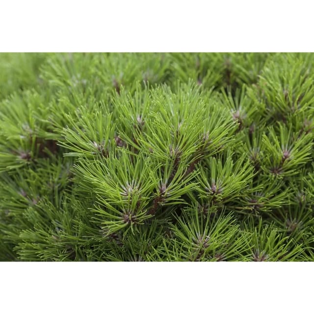 Pinus Nigra Marie Bregeon Schwarz-Kiefer 20–25 cm
