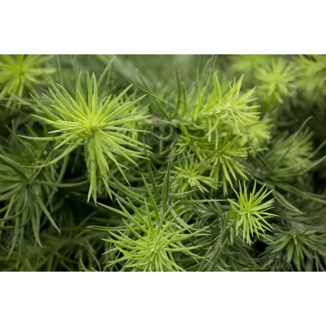 Larix Kaempferi Blue Dwarf Japanische Lärche Blaugrau 80 cm Stammhöhe