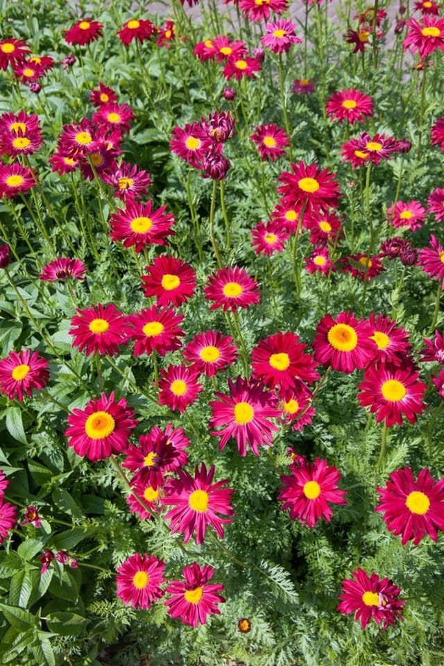 Tanacetum Coccineum Robinsons Rot Malerblume Ca. 9x9 cm Topf