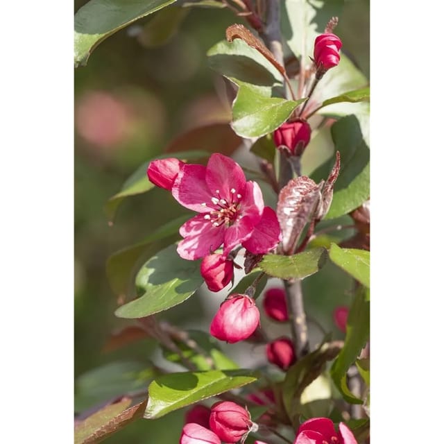 Malus Royalty Zierapfel Dunkelrot 125–150 cm