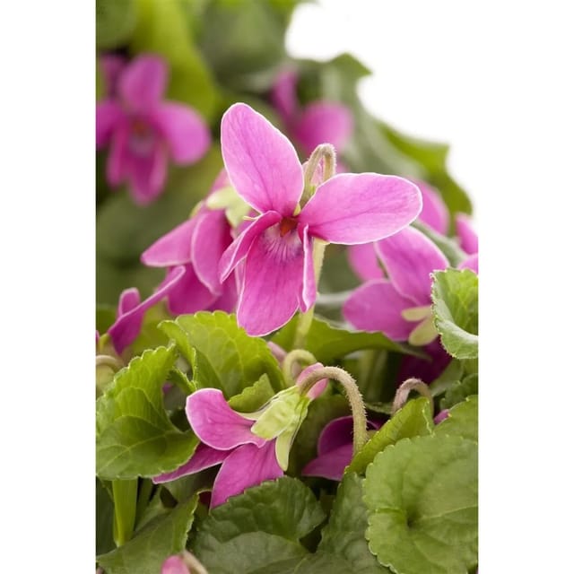 Viola Odorata Duftveilchen Ca. 9x9 cm Topf