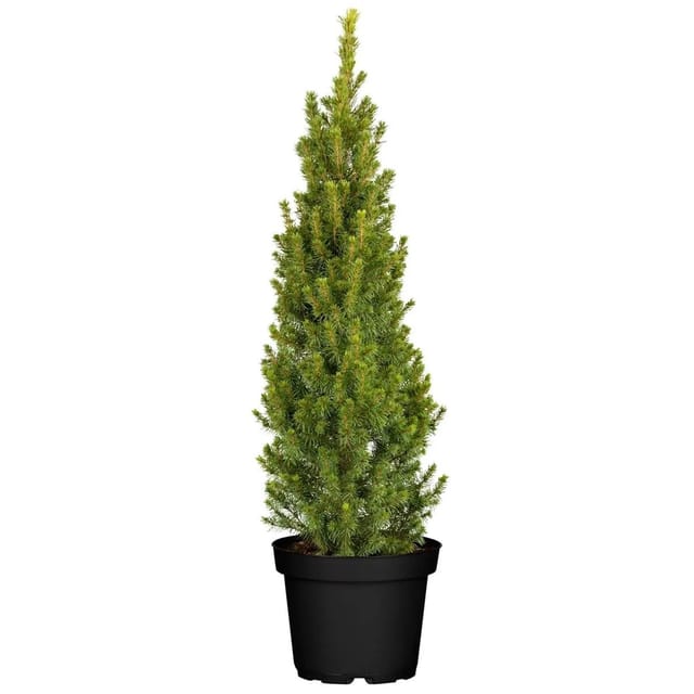 Picea Glauca Conica Zuckerhutfichte Kompakt 60–70 cm