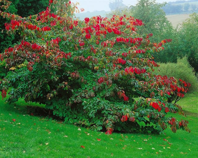 Parrotia Persica Eisenholzbaum 60–80 cm Leuchtend Rote Herbstfärbung