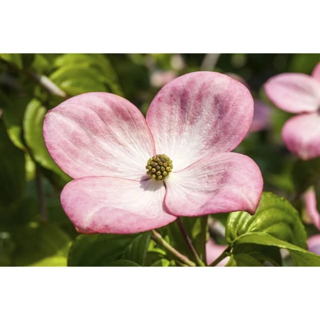 Cornus Kousa Satomi Compact Japanischer Blumen-Hartriegel Rosa 60–80 cm