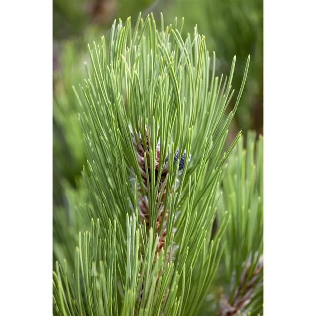 Pinus Heldreichii Compact Gem Bosnische Kiefer 70–80 cm