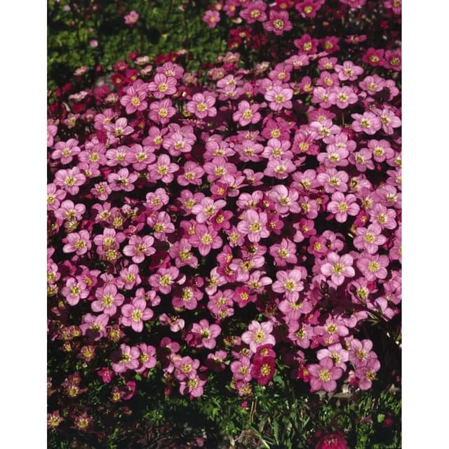 Saxifraga X Arendsii Ingeborg Moossteinbrech Ca. 9x9 cm Topf