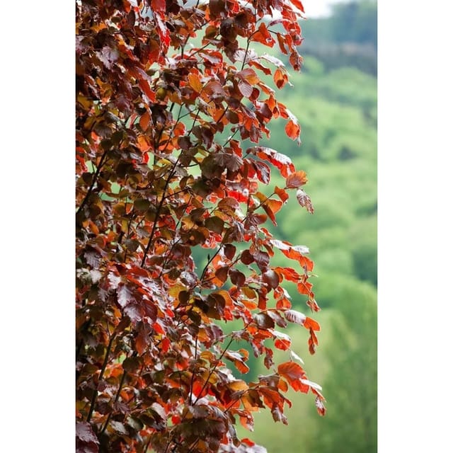 Fagus Sylvatica Rohan Obelisk Rotbuche Säulenförmig 80–100 cm