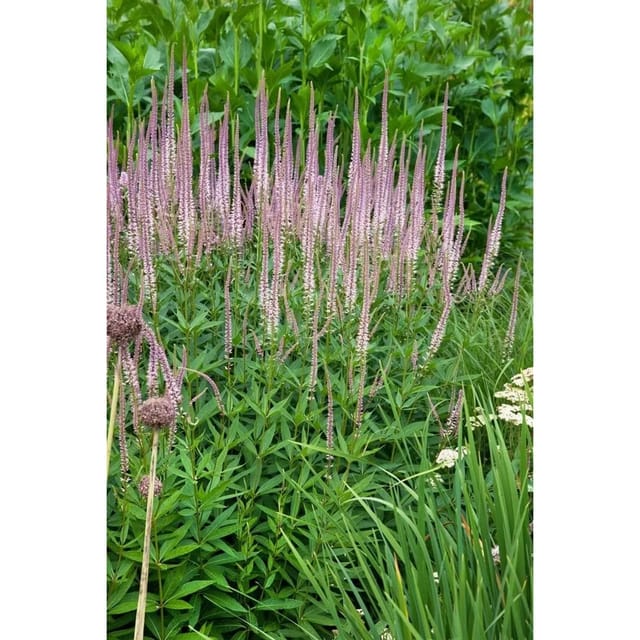 Veronicastrum Virginicum Erika Kandelaber Ehrenpreis Ca. 11x11 cm Topf