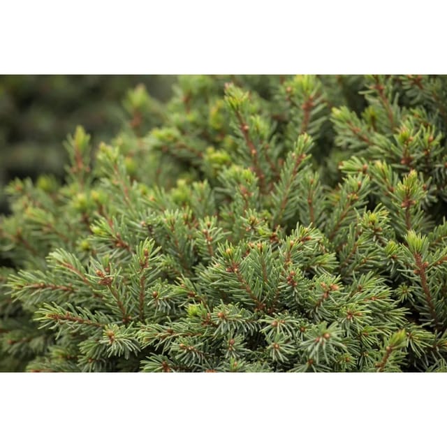 Picea Glauca Echiniformis Zwergfichte Kompakt 25–30 cm