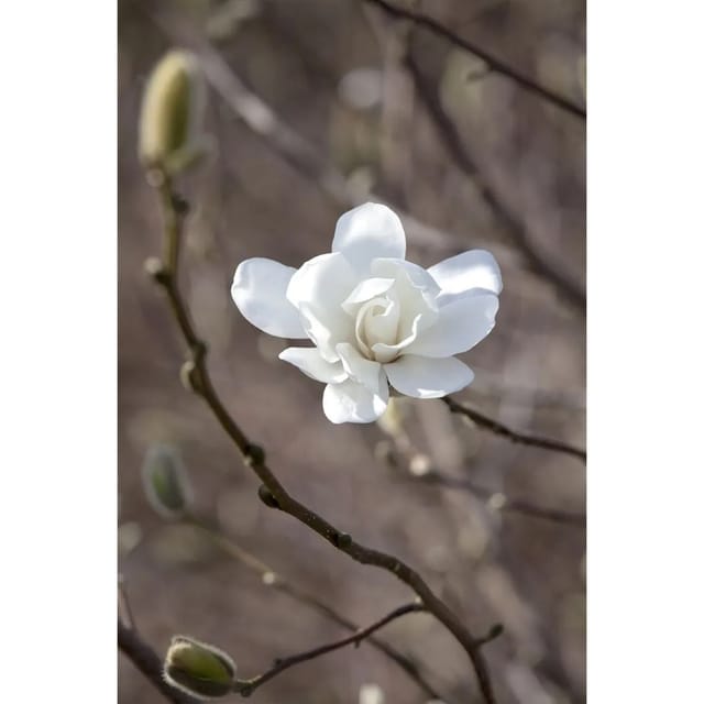 Magnolia Loebneri Merrill Loebner-Magnolie Weiß 50–60 cm