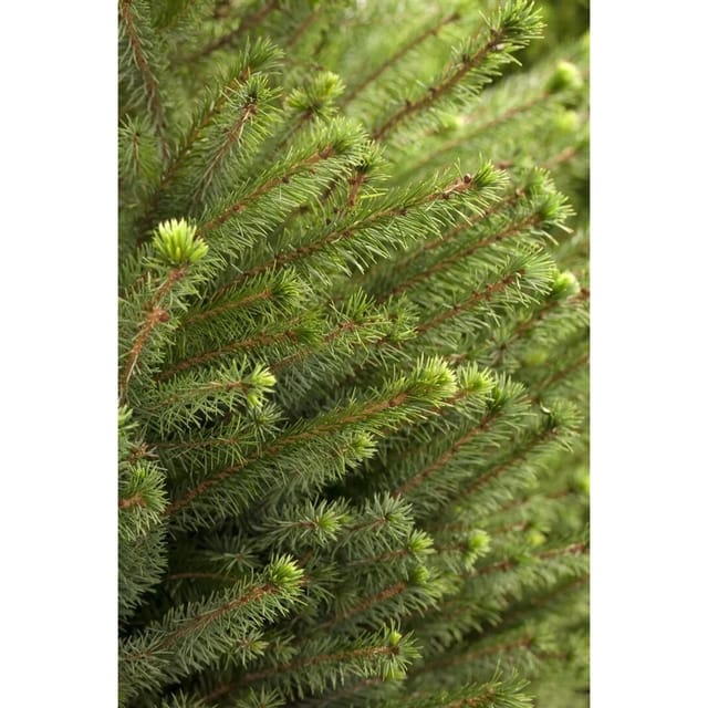 Picea Omorika Serbische Fichte 60–80 cm