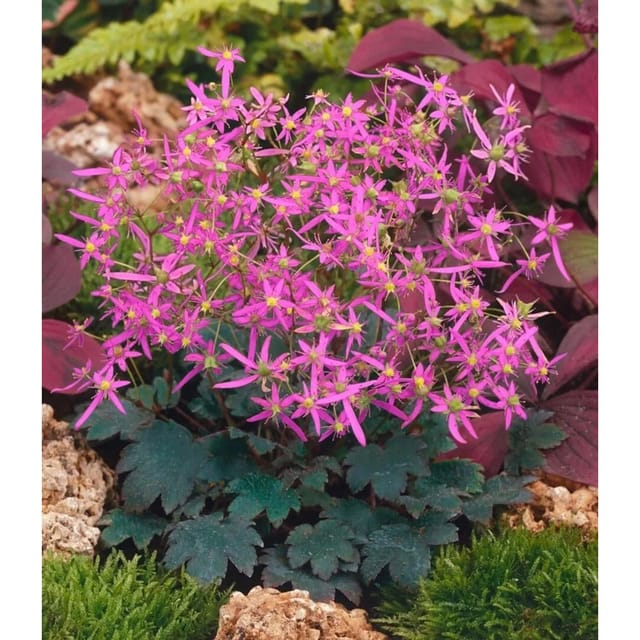 Saxifraga Cortusif.Var.Fort.Black Ruby Ca. 9x9 cm Topf