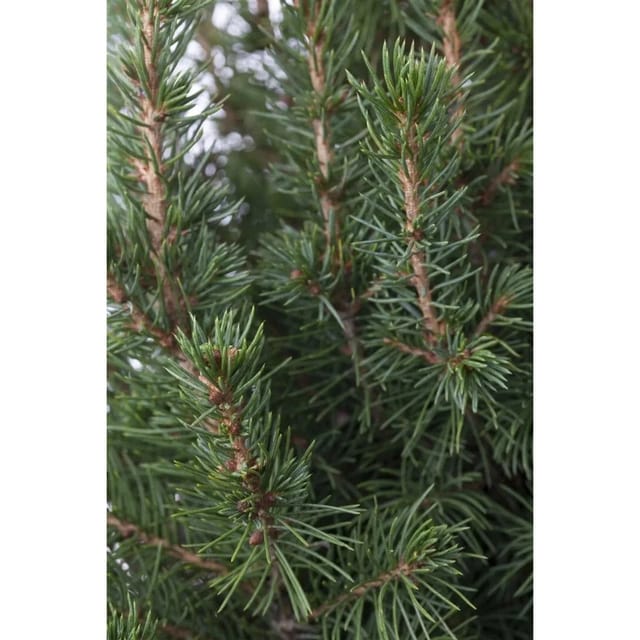 Picea Glauca Conica Zuckerhutfichte 125–150 cm