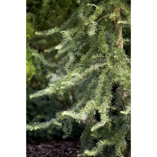 Larix Kaempferi Diana Japanische Lärche 80–100 cm Dekorativ