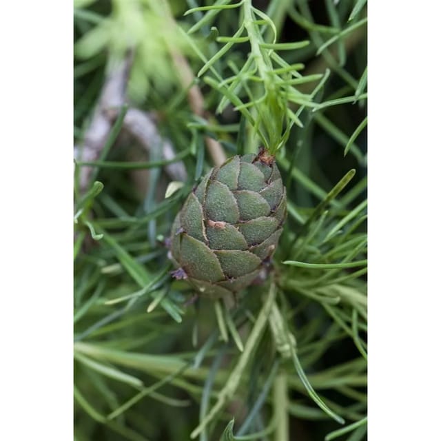 Larix Kaempferi Japanische Lärche 40–60 cm
