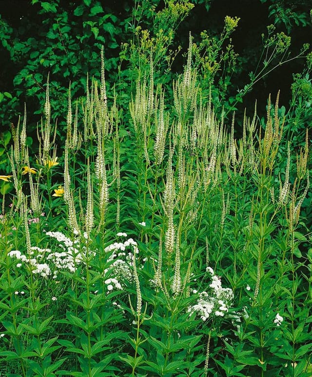 Veronica Longifolia Schneeriesin Ehrenpreis Ca. 9x9 cm Topf