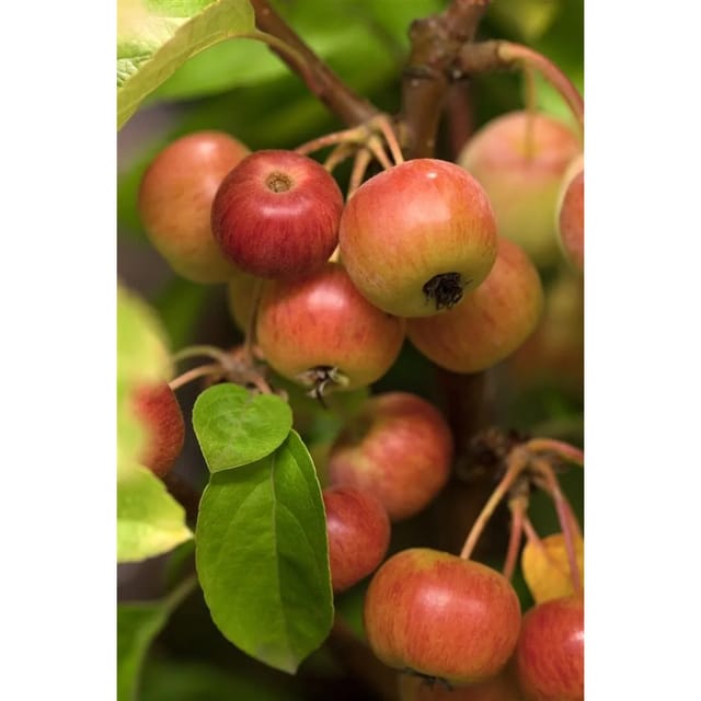 Malus Evereste -R- Zierapfel 40 cm Stammhöhe Dekorative Früchte