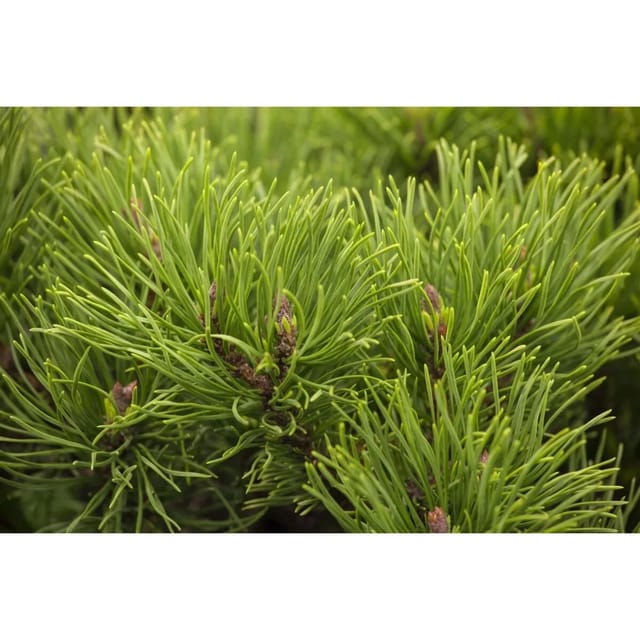 Pinus Mugo Winter Gold Bergkiefer Goldgelb 50–60 cm