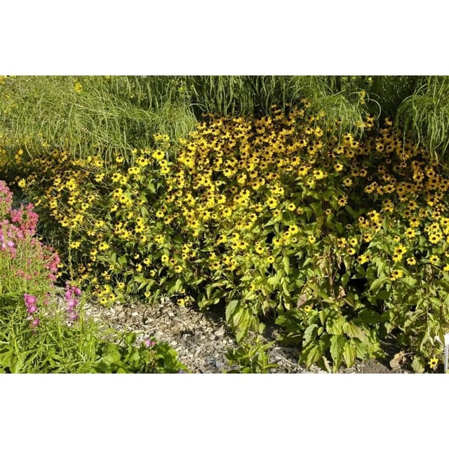 Rudbeckia Triloba Dreilappiger Sonnenhut Ca. 9x9 cm Topf