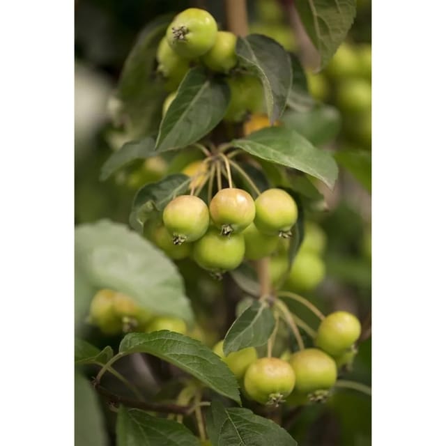 Malus Golden Hornet Zierapfel Gelb 40 cm Stammhöhe