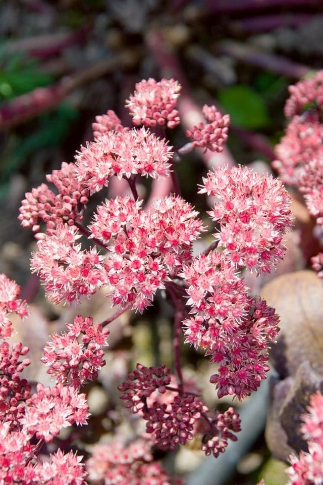 Sedum Spectabile Purple Emperor Fetthenne Ca. 11x11 cm Topf