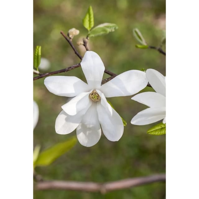 Magnolia Kobus 40–60 cm Duftend Weiße Blüten